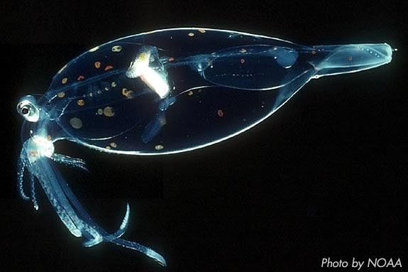 Creatures of the Deep sea are the subject of the next Imagine, Sing and Learn at Mass Audubon's Joppa Flats Education Center. Creatures of the Deep sea are the subject of the next Imagine, Sing and Learn!
