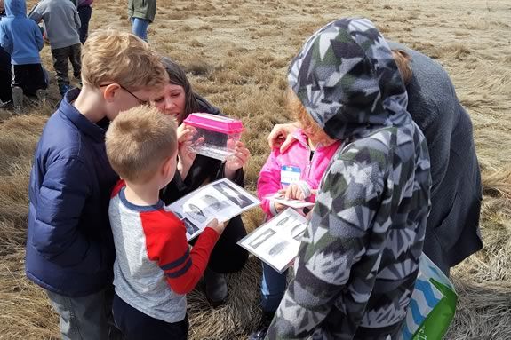 Identifying Minnows with naturalists from the Mass Audubon Joppa Flats Education Center in Newburyport Massachusetts.  Photo by Lisa Hutchings