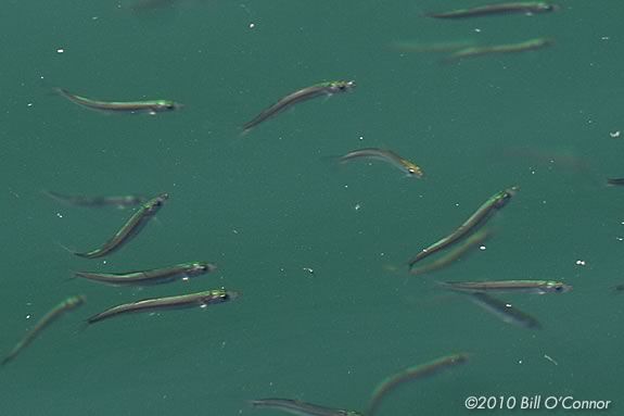 Minnows Swim in Schools in the North Atlantic. Find out more at Joppa Flats!