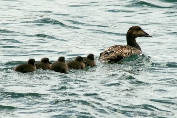 Learn about ducks, geese and swans at Mass Audubons Joppa Flats Education Center in Newburyport!!