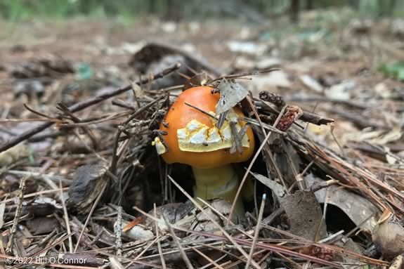 Join the hunt for mushrooms with Massachusetts Audubon in Gloucester Massachusetts