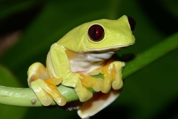 Nature Fabulous Frogs in the theater at Parker River Wildlife Refuge in Newburyport