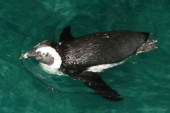 The New England Aquarium Penguins are coming to the Danvers Public Library! 