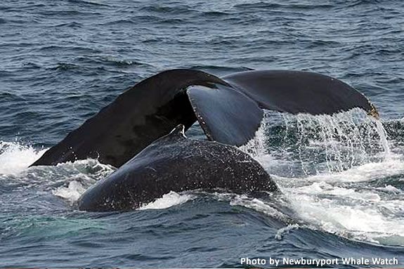 Learn about sea birds while whale watching aboard the Prince of Whales!