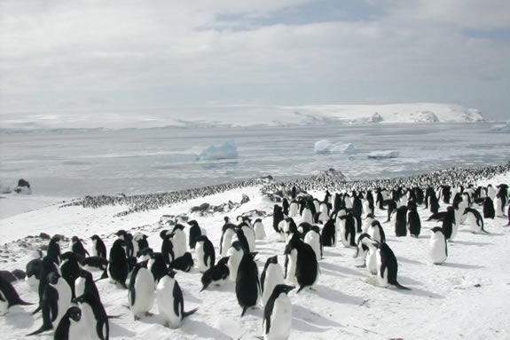 Come learn about penguins at Mass Audubon's Joppa Flats Education Center in Newburyport! Come learn about penguins at Mass Audubon's Joppa Flats Education Center in Newburyport!