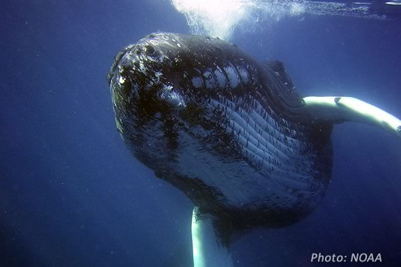 Kids can learn about whales at this Imagine Sing and Learn at Joppa Flats!