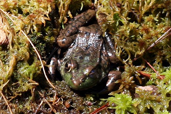 In Today's Nature Adventures at IRWS we'll read '"See How They Grow: Frogs" 