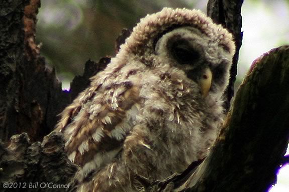 Learn all about owls at Appleton Farms in Ipswich Massachusetts for kids older than 12