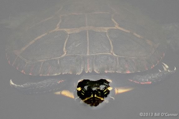 Turtles are just one of the creatures you'll find on the Ipswich River