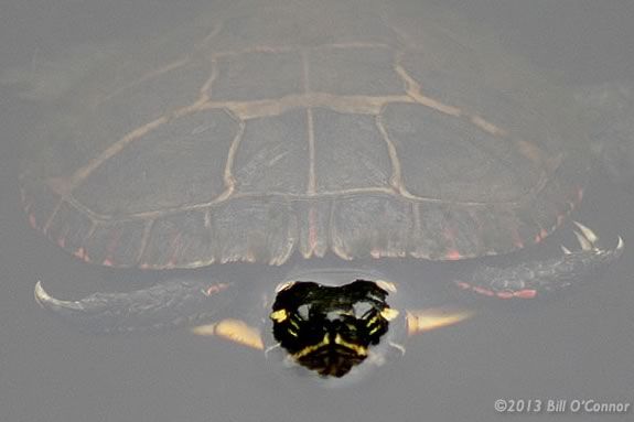 Discover the creatures that live in Mill Pond's habitat with the Mass Audubon! 