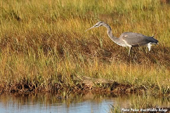 A heron stalks prey at the PArker River Wildlife Sanctuary in Newbury Massachusetts