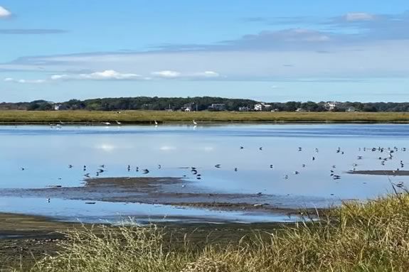 Beginner Bird Walk in the Great Marsh | A Trails & Sails Event at Parker River Wildlife Refuge in Rowley Massachusetts