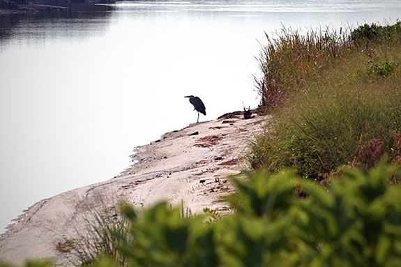 Tour and discover Nelson Island at Parker River Wildlife Refuge. Tour and discover Nelson Island at Parker River Wildlife Refuge.