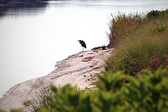 Tour and discover Nelson Island at Parker River Wildlife Refuge.