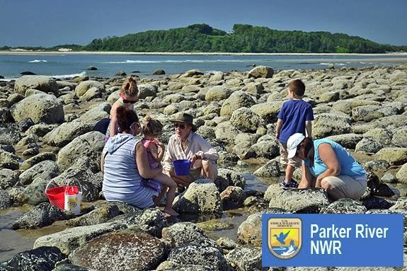 Kids will explore the tidal pools of Parker River National Wildlife Refuge with a park ranger in Newburport Kids will explore the tidal pools of Parker River National Wildlife Refuge with a park ranger in Newburport