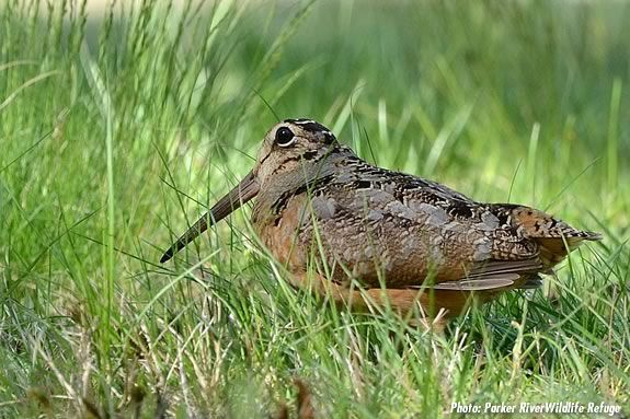 Explore Parker River National Wildlife Refuge and lear about the American Woodcock!