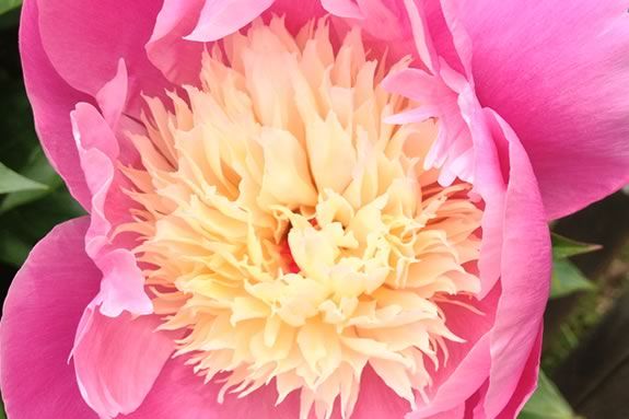 Come enjoy a Pastels and Peonies Floral Workshop at the Trustees of Reservations Stevens-Coolidge Place in North Andover.