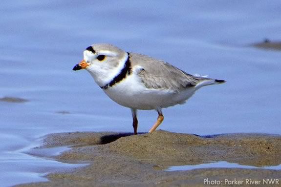 Explore Parker River National Wildlife Refuge and learn about endangered species like the piping plover!! Explore Parker River National Wildlife Refuge and learn about endangered species like the piping plover!!