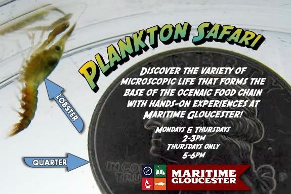 Join the team at Maritime Gloucester Massachusetts for a Plankton Safari every Monday and Thursday