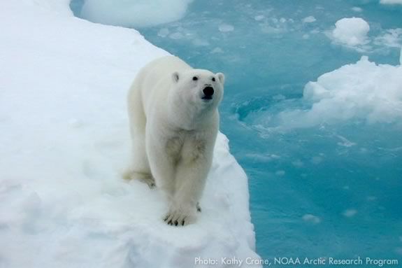 Come learn about the animals of the polar habitats at the Joppa Flats Center! Photo: Kathy Crane, NOAA Arctic Research Program