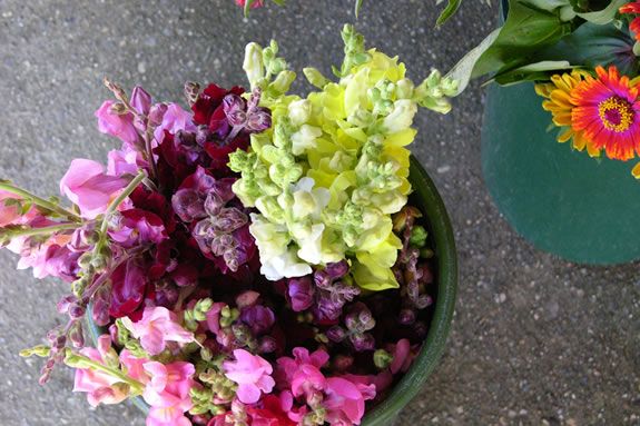 Come plant the seed that will become pick your own bouquets this Summer
