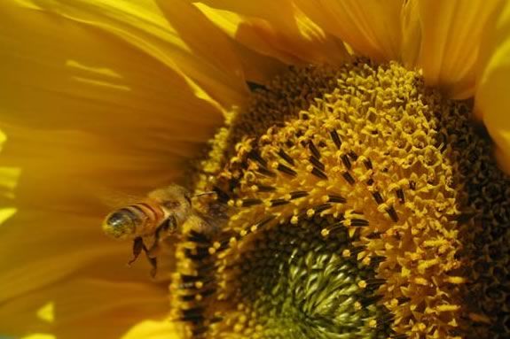 Bees are in trouble, and humans can help! Find out more at Moraine Farm.