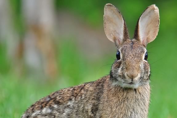 Preschoolers will learn about animals that avoid becoming prey at the Joppa Flats Education Center in Newburyport!