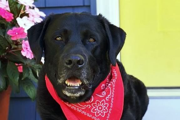 Kids will read stories to Jackson the Reading Dog in Essex Massachusetts!