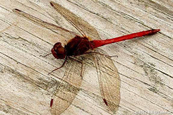 Kids will explore and learn about the dragonflies at Halibut Point State Park.
