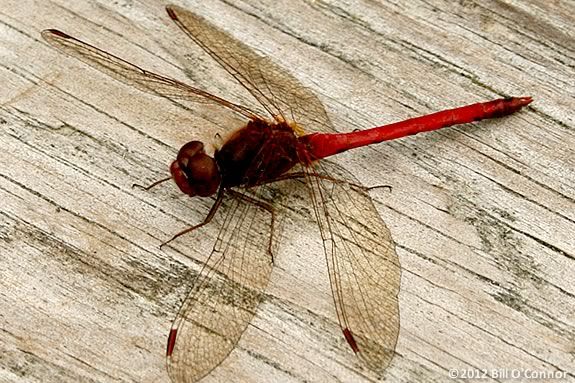 Come learn about dragonflies and hummingbirds at the Joppa Flats Center! Come learn about dragonflies and hummingbirds at the Joppa Flats Center!