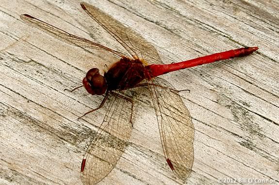 Dragonflies don't breath fire, so how did they get their name? Find out at Joppa