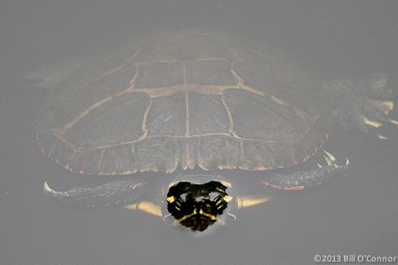 Kids will love this hands-on discovery of the creatures who call Harold Parker's forests and ponds home. 