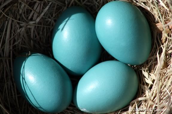 In Today's Nature Adventures at Ipswich River Wildlife Sanctuary we'll read "Animal Babies that Hatch" by Robert O'Brien. In Today's Nature Adventures at IRWS we'll read 'Animal Babies that Hatch'