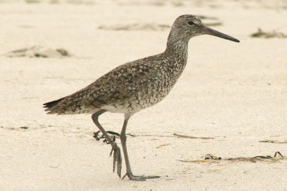 Come meet a sanpiper and learn about shore birds at Parker River Wildlife Refuge!