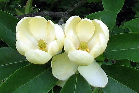 In New England you'll only find endangered Sweetbay Magnolias at Ravenswood.