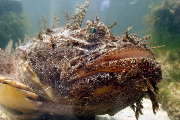 Kids will learn to make sea creatures from recyclables at Maritime Gloucester