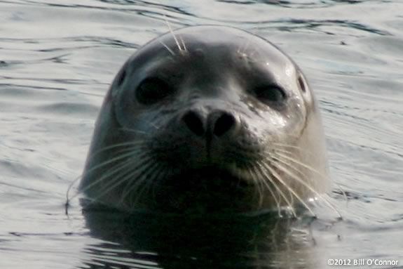 Join MRWC and naturalists from Marine Mammal Rescue at the Seacoast Science Center to observe harbor seals at Salisbury Beach. 