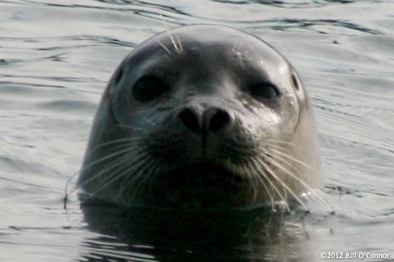 Seals live all over the coast of the North Shore. Kids will learn more at Joppa Flats Education Center in Newburyport! Seals live all over the coast of the North Shore. Kids will learn more at Joppa!