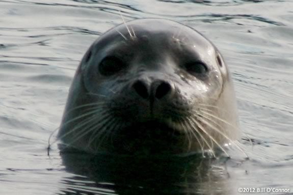 Join Mass Audubon for a volunteer training opportunity for teens with instructors from Joppa Flats Education Center in Newburyport Massachusetts!