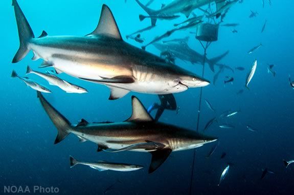 Kids will learn about sharks and salmon in this fun learning session at Joppa Flats Education Center! Photo: Atlantic Blacktip Sharks courtesy of NOAA