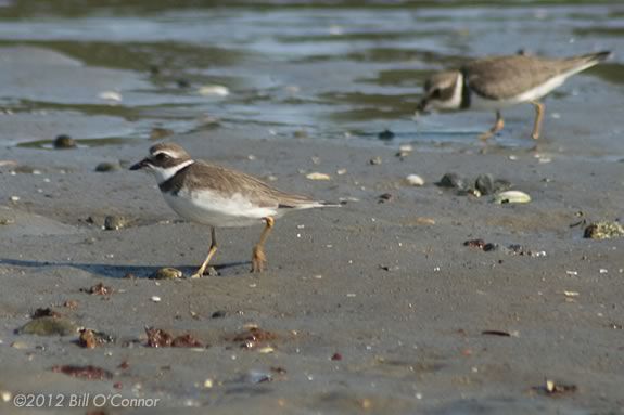 Kids will learn about shorebirds and how they use the beach habitat at ISL