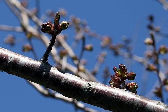 Come see the signs of emerging Spring at Moseley Woods in Newburyport
