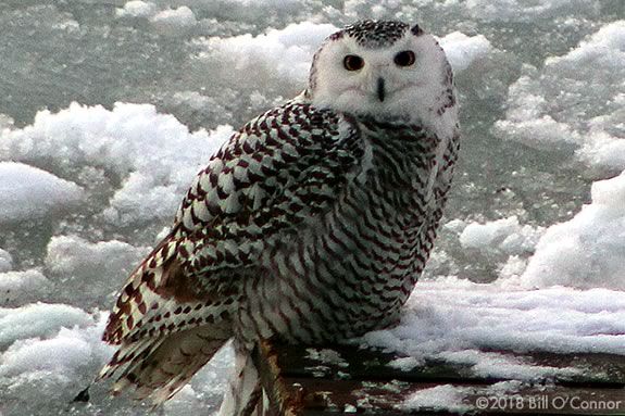 Joppa Flats Education Center host an outing at the Salisbury Beach State Reservation in search of coastal wildlife. 