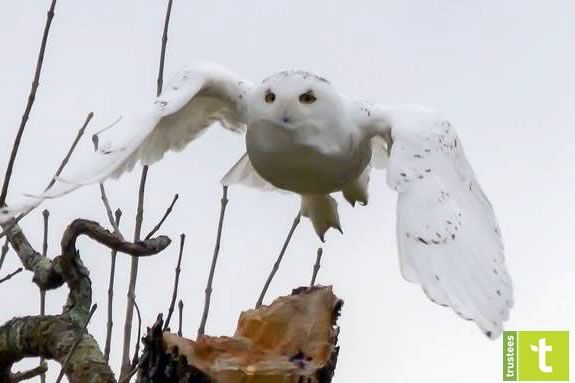 Join the Trustees of Reservations at the Crane Wildlife Refuge in Ipswich Massachusetts in search of the Snowy Owl! Join the Trustees of Reservations at the Crane Wildlife Refuge in Ipswich Massachusetts in search of the Snowy Owl!