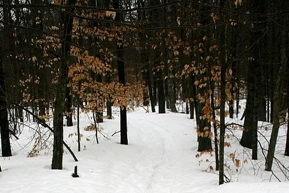 Enjoy the snowy trails of Ravenswood Park in Gloucester on Valentine's Day! 