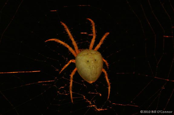 Learn about spiders at Ipsiwch River Wildlife Sanctuary in Topsfield during this spooky time of year. Learn about spiders at Ipsiwch River Wildlife Sanctuary in Topsfield during this spooky time of year.