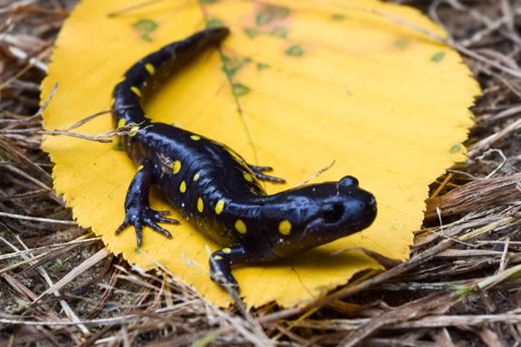 What kind of Salamanders will we find at Mass Audubon's Ipswich River Wildlife Sanctuary? Photo: Mass Audubon