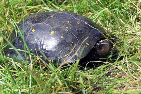 Turtle Power! A spotted turtle at the ipswich River Wildlife Sanctuary. Photo: Scott Santino