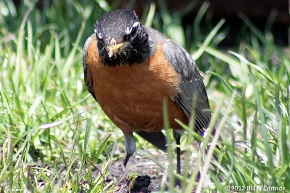 Preschoolers will learn about the birds of Spring at Joppa Flats Education Cente