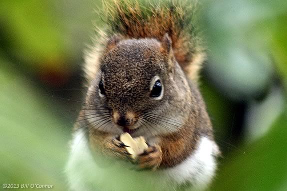 Preschoolers will make their own version of a woodland creature at Mass Audubons' Joppa Flats Education Center in Newburport! Photo: Bill O'Connor